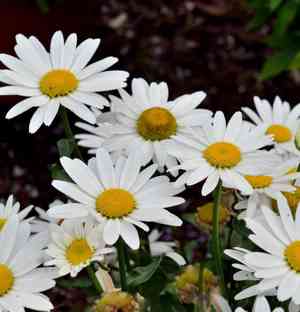 Shasta daisy(Leucanthemum maximum)