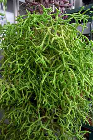 Coral cactus(Rhipsalis cereuscula)