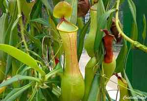 Nepenthes spp.(Nepenthes spp.)