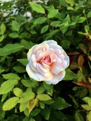 China rose(Rosa chinensis)