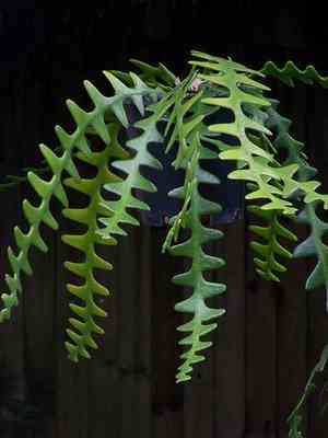 Rick rack cactus(Selenicereus anthonyanus)