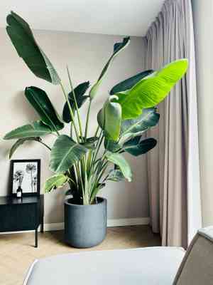 Wild banana(Strelitzia nicolai)