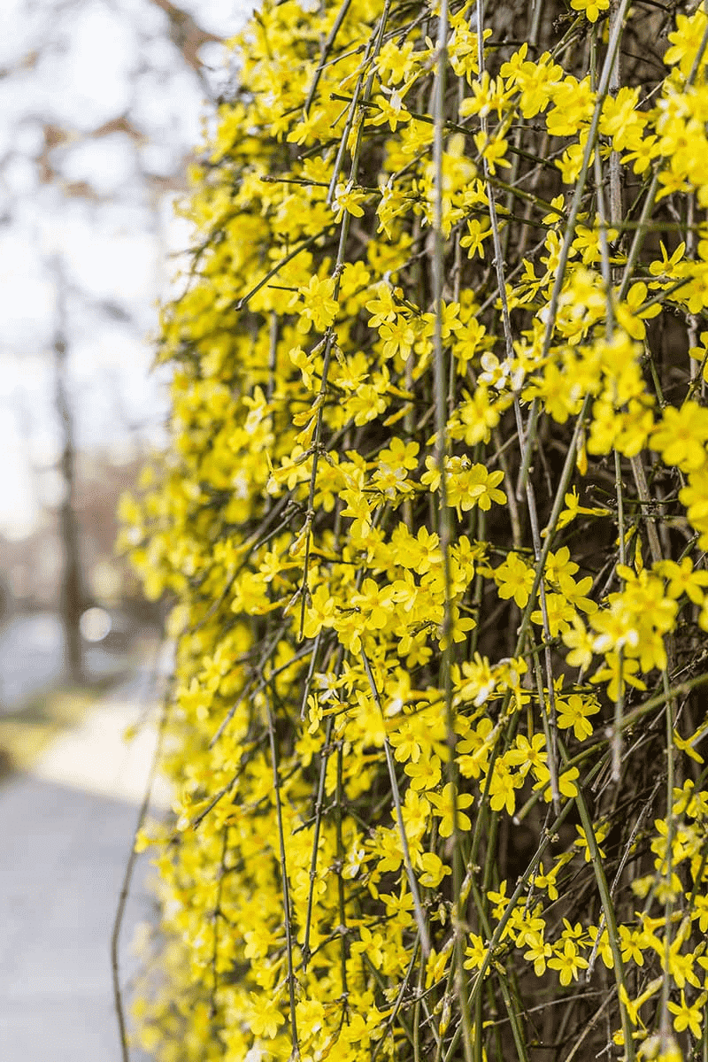Weeping forsythia(Forsythia suspensa)