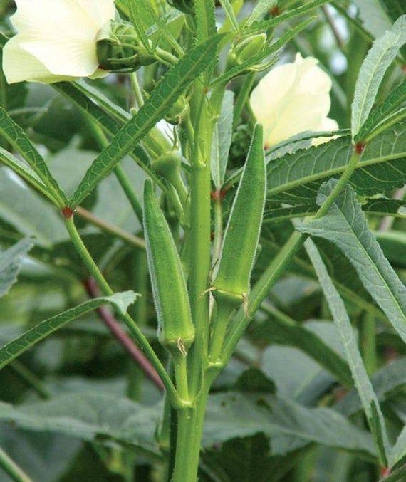 Okra
