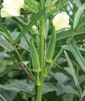 Okra(Abelmoschus esculentus)