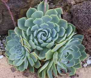 Blue echeveria(Echeveria secunda)