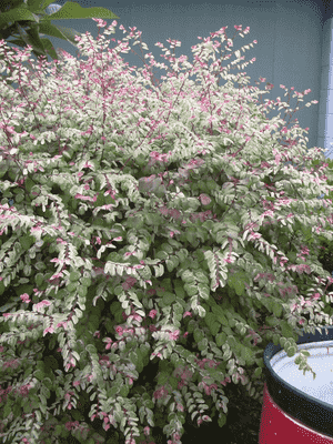 Snowbush(Breynia disticha)