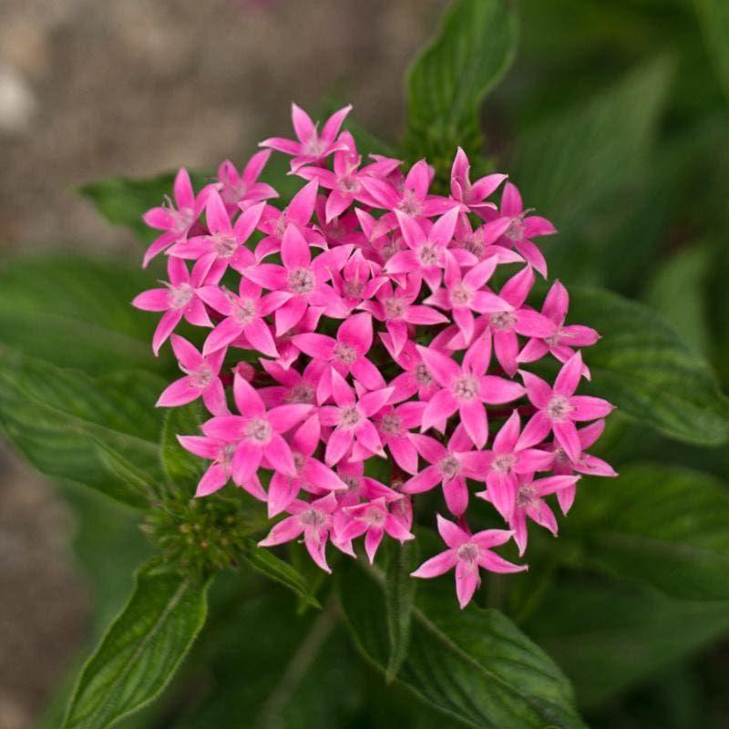Egyptian starcluster