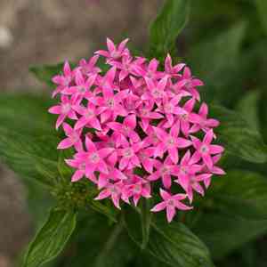 Egyptian starcluster(Pentas lanceolata)