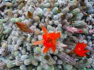 Chamaecereus silvestrii(Chamaecereus silvestrii)