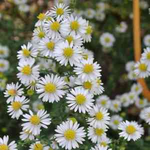 White heath aster(Symphyotrichum ericoides)