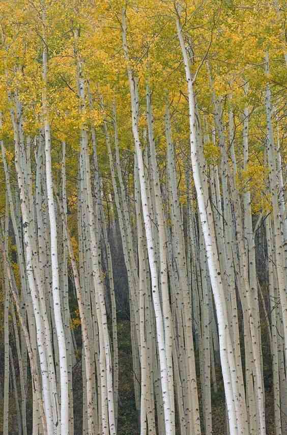 Quaking aspen(Populus tremuloides)