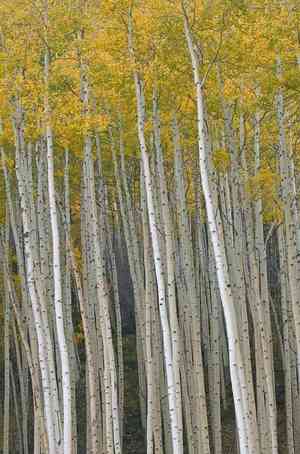 Quaking aspen(Populus tremuloides)