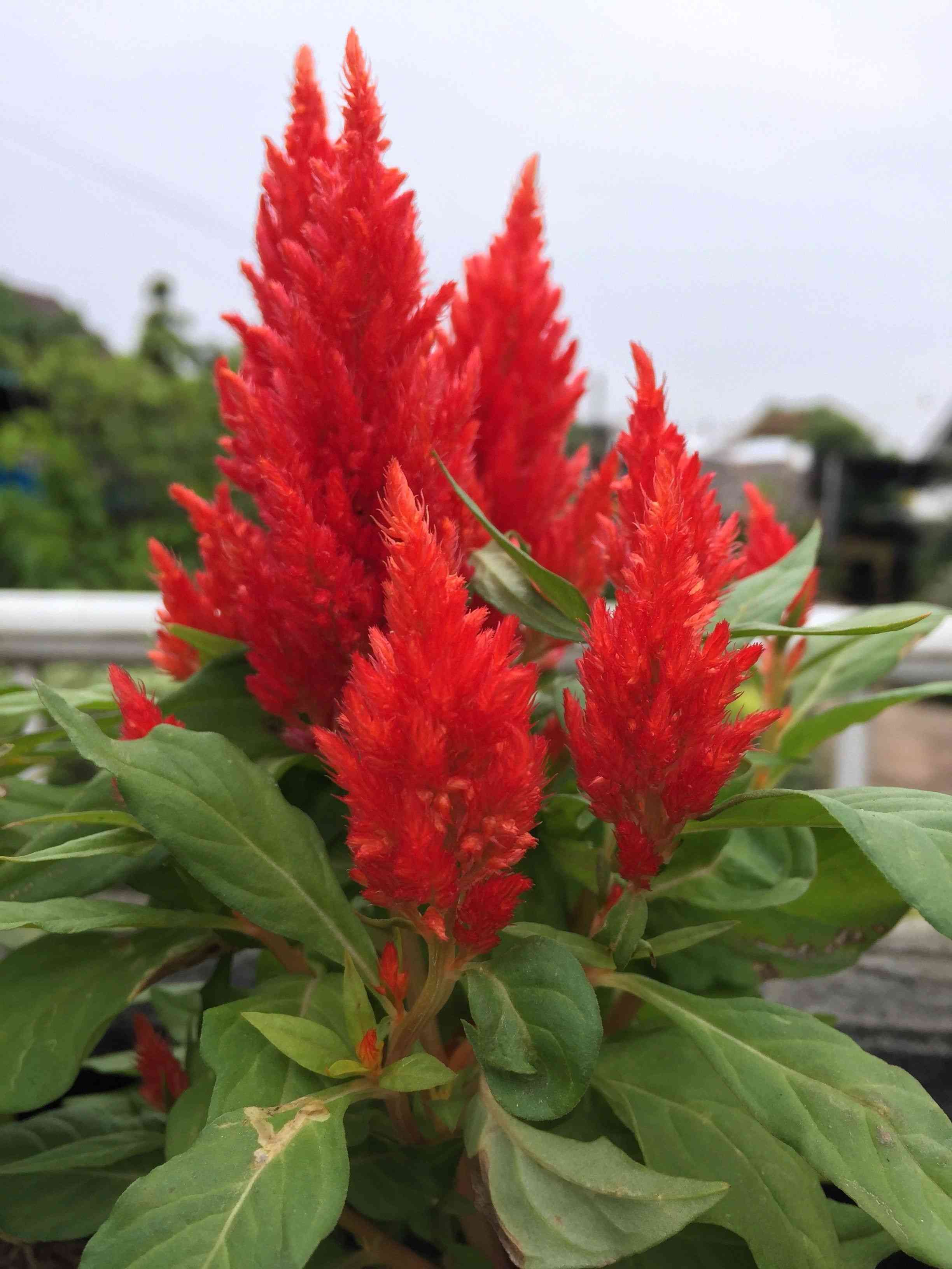 Plumed cockscomb(Celosia argentea)