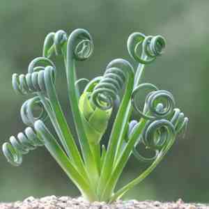 Frizzle sizzle(Albuca spiralis)