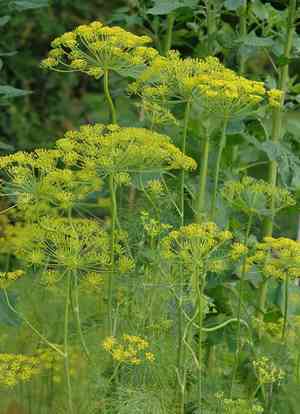 Dill(Anethum graveolens)
