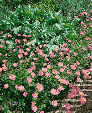 Pyrethrum(Tanacetum coccineum)