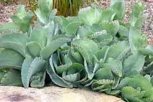 Penwiper plant(Kalanchoe marmorata)