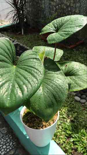 Queen of hearts(Homalomena rubescens)