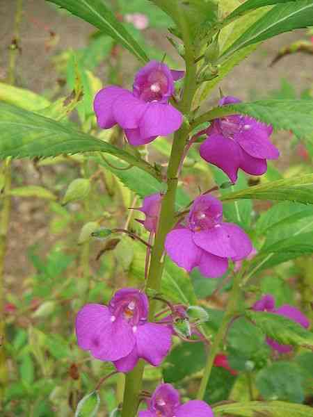 Garden balsam(Impatiens balsamina)