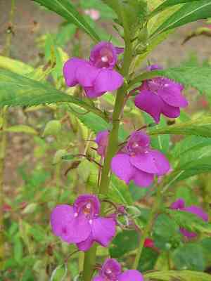 Garden balsam(Impatiens balsamina)