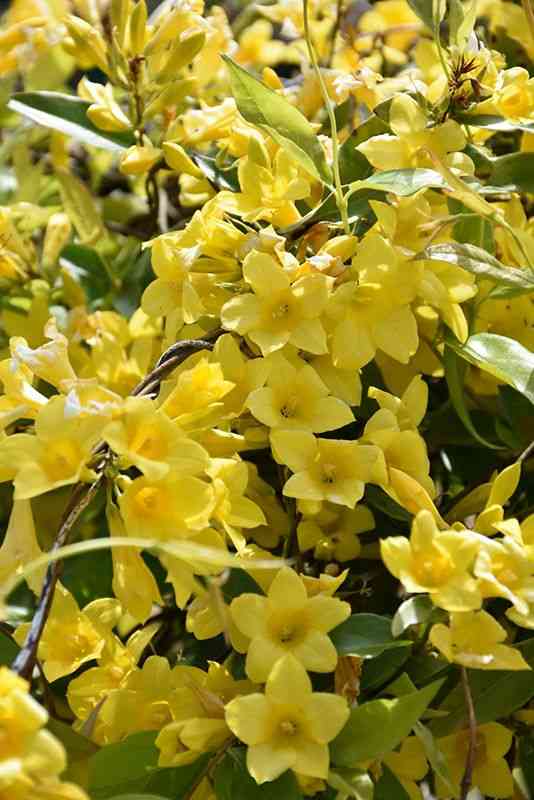 Carolina jasmine(Gelsemium sempervirens)