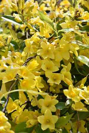 Carolina jasmine(Gelsemium sempervirens)