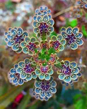Chandelier plant(Kalanchoe delagoensis)