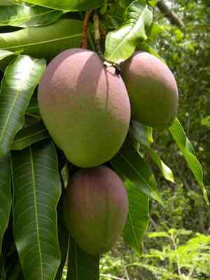 Mango tree(Mangifera indica)