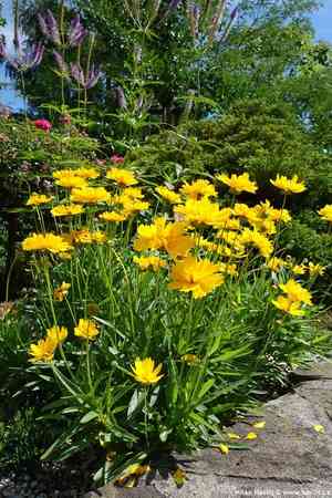 Large-flowered tickseed(Coreopsis grandiflora)