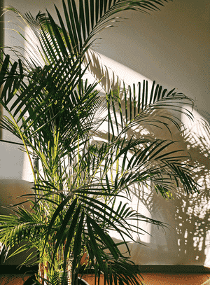 Yellow butterfly palm(Dypsis lutescens)