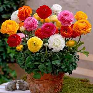 Persian buttercup(Ranunculus asiaticus)