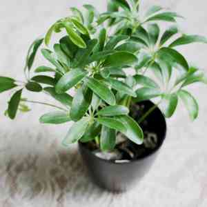 Heptapleurum arboricola(Heptapleurum arboricola)