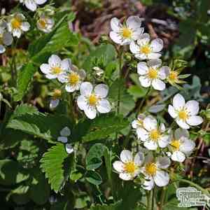Fragaria × ananassa(Fragaria × ananassa)