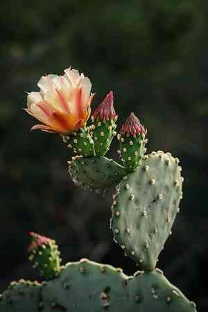 Drooping prickly pear(Opuntia monacantha)