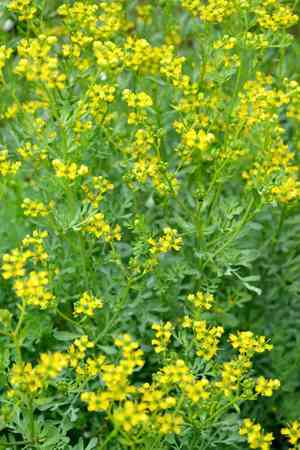 Rue(Ruta graveolens)