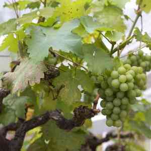 Wine grape(Vitis vinifera)