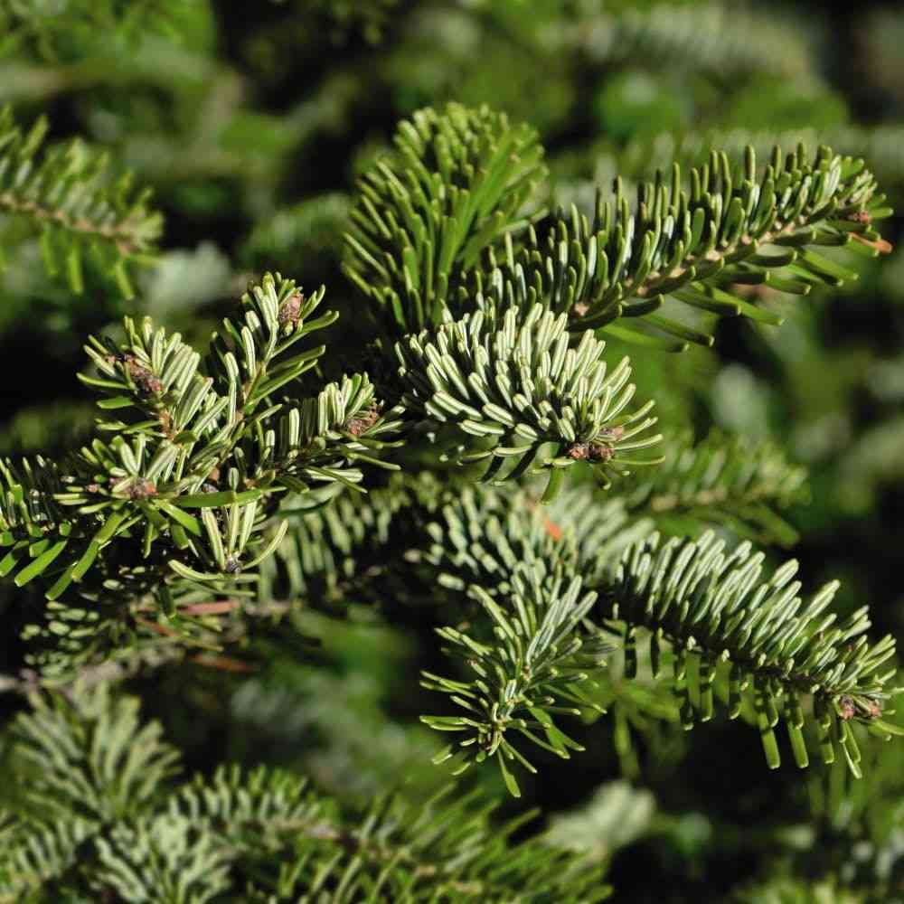 Caucasian fir(Abies nordmanniana)
