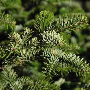 Caucasian fir(Abies nordmanniana)
