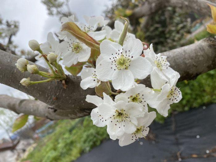 Asian pear