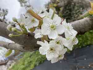 Asian pear(Pyrus pyrifolia)