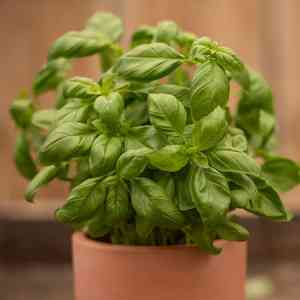 Sweet basil(Ocimum basilicum)