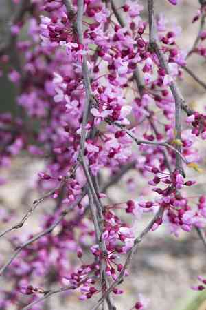 Eastern redbud(Cercis canadensis)