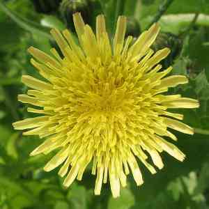 Spiny sowthistle(Sonchus asper)