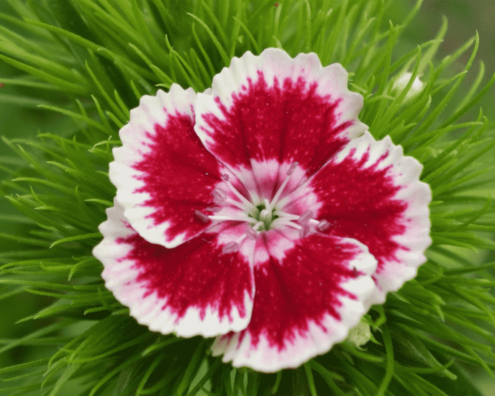 Chinese pink(Dianthus chinensis)
