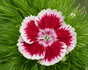 Chinese pink(Dianthus chinensis)