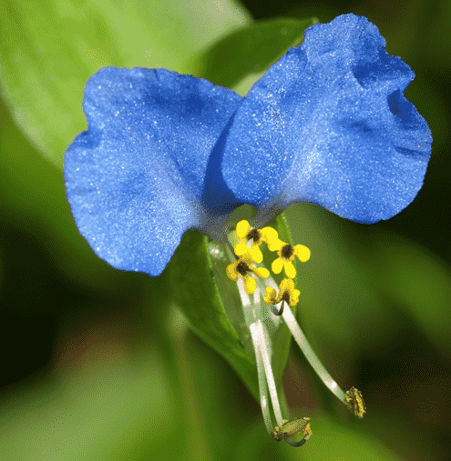 Asiatic dayflower(Commelina communis)