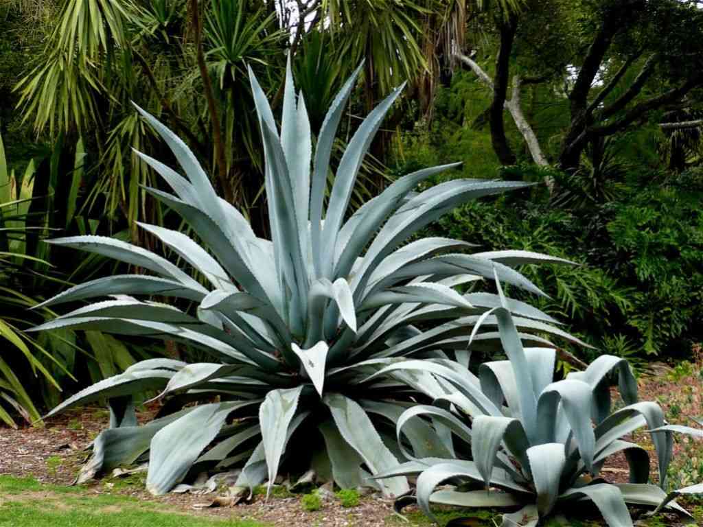 Century plant(Agave americana)