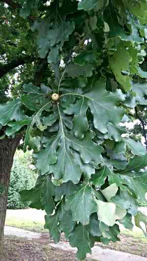 Bur oak(Quercus macrocarpa)