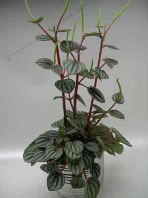 Peperomia albovittata(Peperomia albovittata)